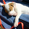 For Animal Lovers